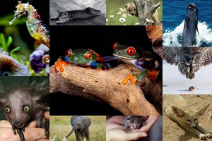 Дивовижний світ тварин: гармонія навколо нас Дивовижний світ тварин: гармонія навколо нас